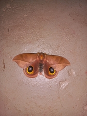 Automeris naranja