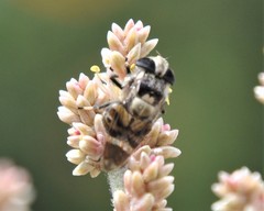 Copestylum alberlena