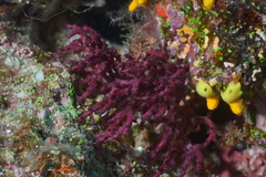Chironephthya