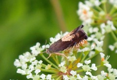 Grapholita tristrigana