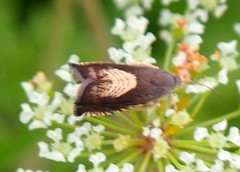 Grapholita tristrigana