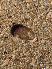 Vetigastropoda