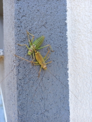 Ephippiger discoidalis