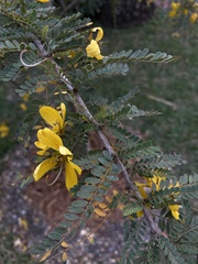 Senna polyphylla