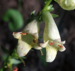 Digitalis lutea lutea