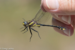 Gomphurus ozarkensis