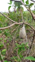 Rothschildia prionia
