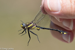 Gomphurus ozarkensis