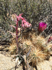 Dudleya saxosa
