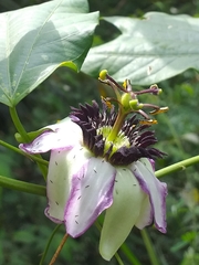 Passiflora dawei