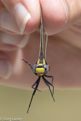 Gomphurus ozarkensis