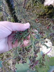 Juniperus monticola