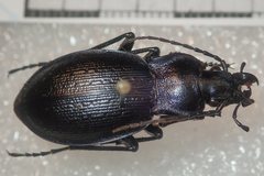 Carabus problematicus gallicus