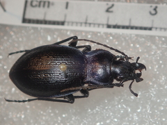 Carabus problematicus gallicus