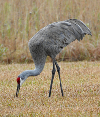 Antigone canadensis pulla