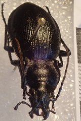 Carabus problematicus gallicus