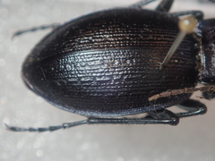 Carabus problematicus gallicus