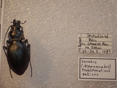 Carabus problematicus gallicus