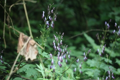 Aconitum sinomontanum