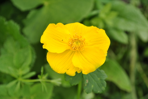 Yunnan Globeflower (Trollius yunnanensis)
