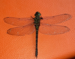Rhionaeschna planaltica
