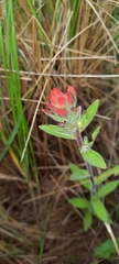 Castilleja arvensis pastorei