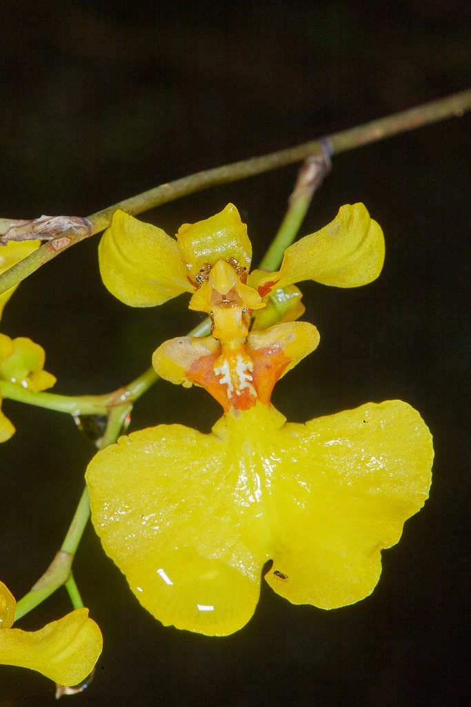 Oncidium tenuipes