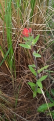 Castilleja arvensis pastorei