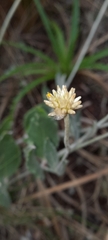 Pfaffia gnaphalioides