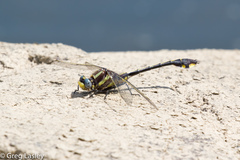 Gomphurus ozarkensis