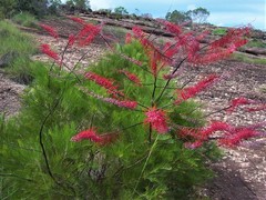 Grevillea dryandri