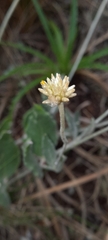 Pfaffia gnaphalioides