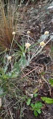Pfaffia gnaphalioides