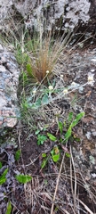 Pfaffia gnaphalioides