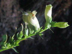 Digitalis lutea lutea