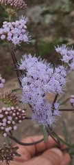 Chromolaena arnottiana
