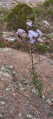 Chromolaena arnottiana