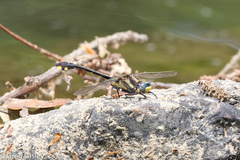 Gomphurus ozarkensis