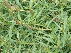 Amaranthus muricatus