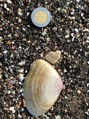 Iphigenia brasiliensis