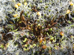 Grimmia orbicularis