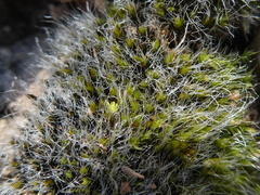 Grimmia orbicularis