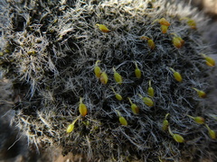 Grimmia orbicularis