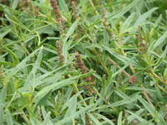 Amaranthus muricatus
