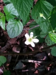 Geum canadense camporum