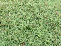 Amaranthus muricatus