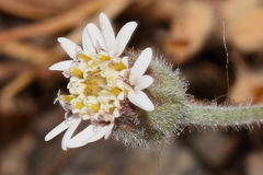 Tridax mexicana