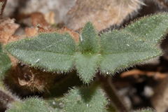 Tridax mexicana