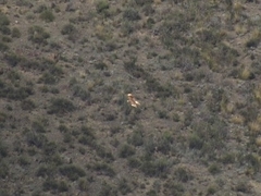 Daptrius megalopterus