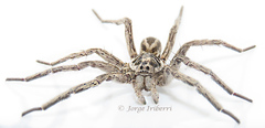 Lycosidae